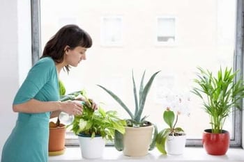 indoor_plants