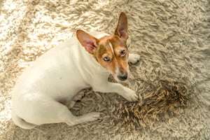 dog and urine stain on carpet