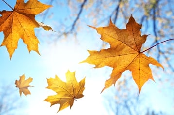 fall leaves
