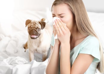 woman sneezing with pug in background